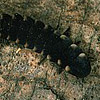 Larva