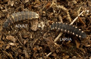 Larva