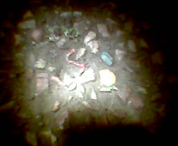 Geophilomorph centipede